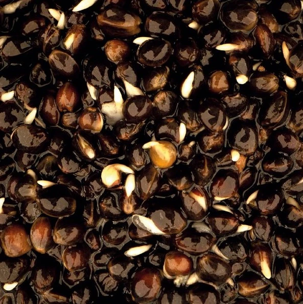 Nashbaits Oily Hemp 2,5ltr 2 Nashbaits Oily Hemp 2,5ltr - Afbeelding 2